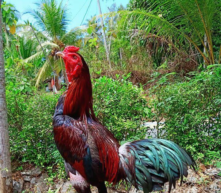Gambar Ayam Magon Ninja / Ayam Ninja Ori Pamagon Jenis Terbaik Saat Ini