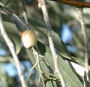 Photo of Russian Olive