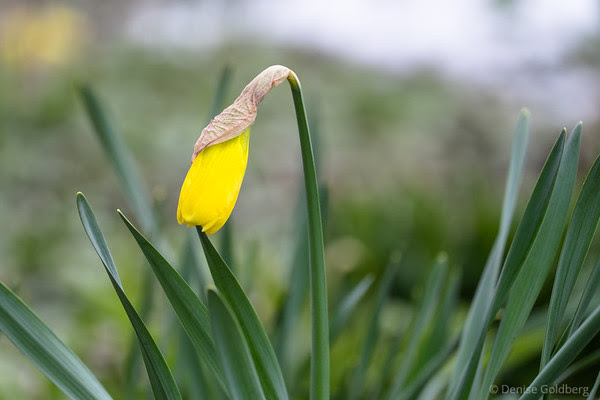 daffodil, opening soon