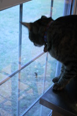 Maggie found a lizard on the screen