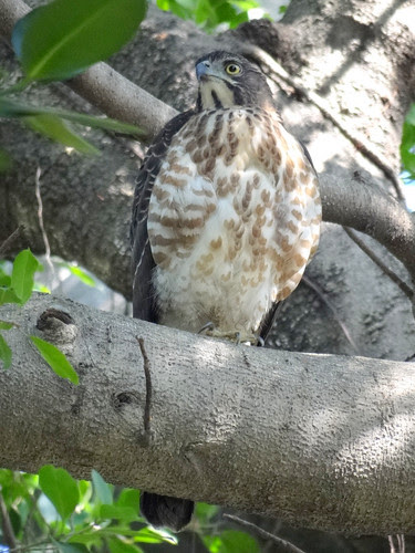 鳳頭蒼鷹/無限台南