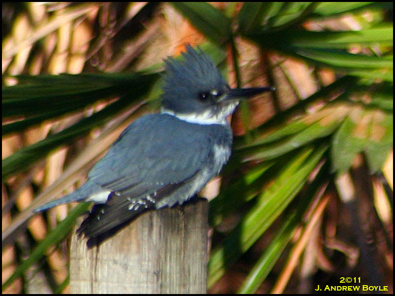 Belted Kingfisher