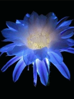 Lotus Azul que te quero azul