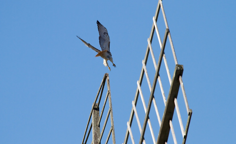 Windmill Hawk