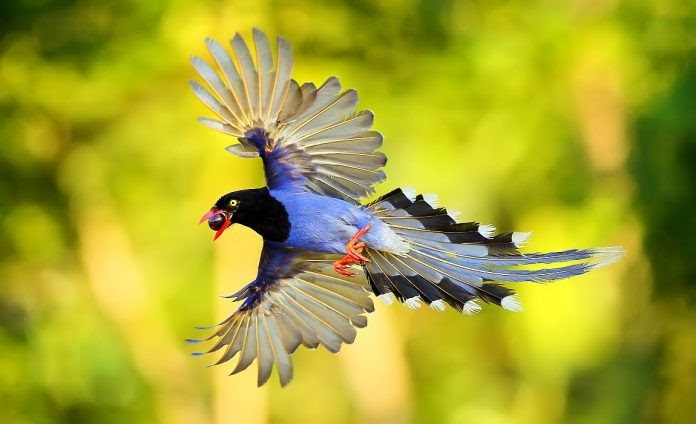 Taiwan National Animal : Animals in Taiwan | Flickr - Photo Sharing
