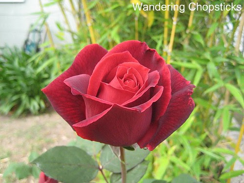 Identify My Rose 1