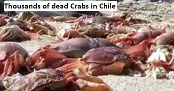 Dead Crabs in Chile