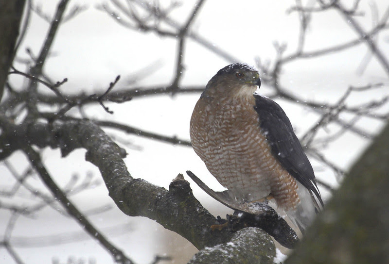 hawk with starling