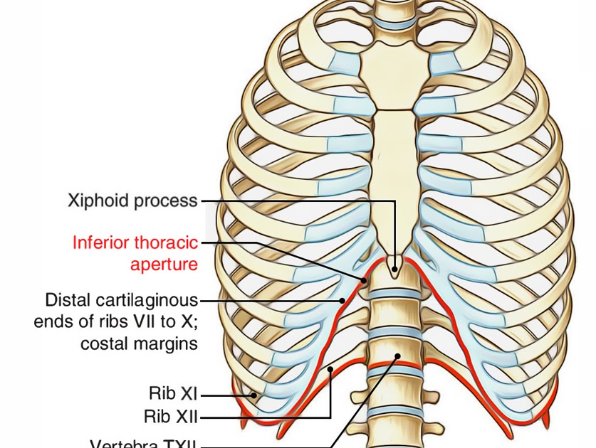 Anatomy Of Chest Wall : trunk-back/chest/abdominal wall muscle ...