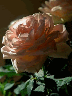 Утренняя роза