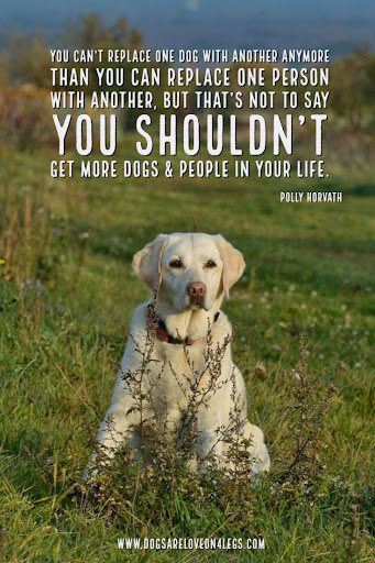 Do All Animals Have 4 Legs?