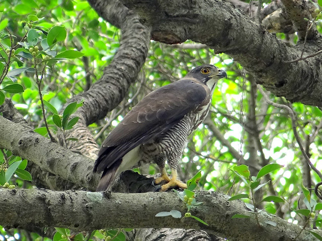 鳳頭蒼鷹/無限台南