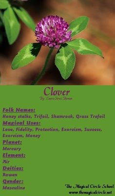 magical clover properties circle school