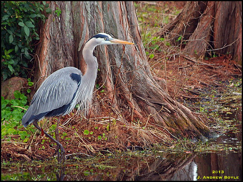 Great-blue Heron Great-blue Heron