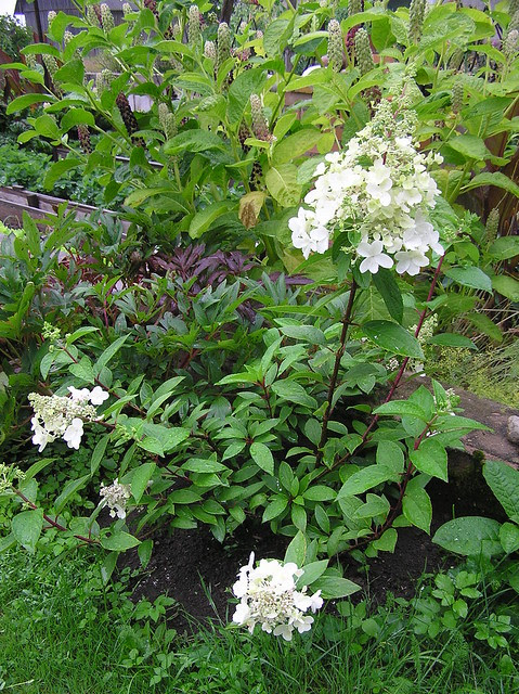 Hydrangea paniculata 'Pinky Winky'