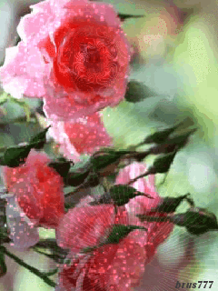 Очаровательные розы