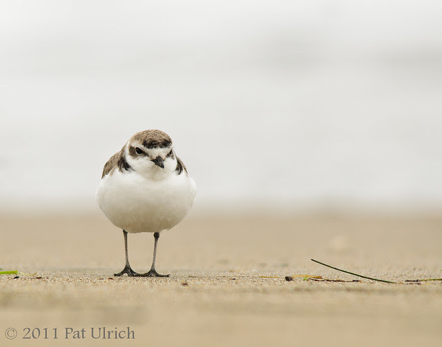 Western snowy plover, Point Reyes National Seashore - Pat Ulrich Wildlife Photography
