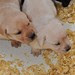 Pup Pictures