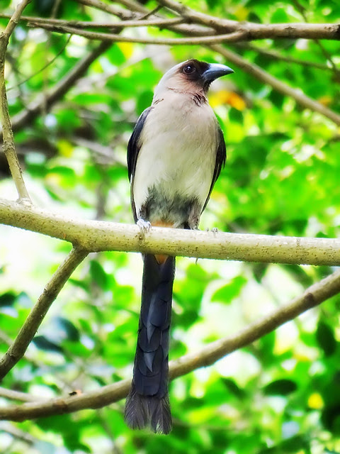 樹鵲/無限台南
