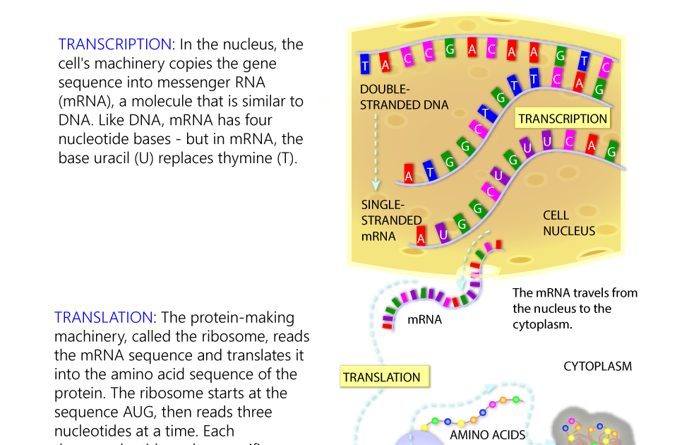 Definition Of Gene Transcription - definitoin