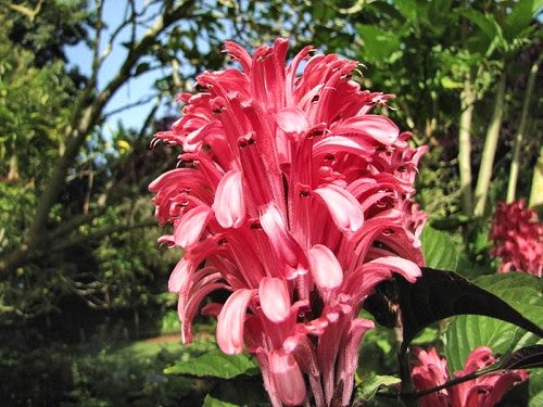 20100804-rq-08-justicia carnea