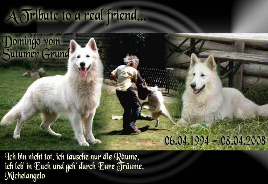 Trost Hund Gestorben Beileid Ausdrucken