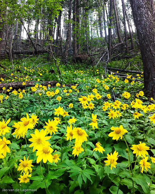 Flowers on the Enchanted Forest trail