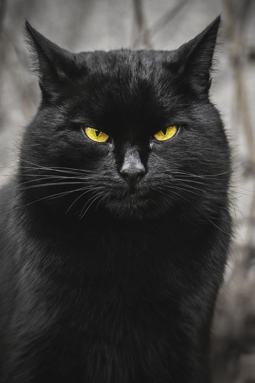 A beleza dos gatos de rua espalhados pelo mundo. A beleza dos gatos de rua espalhados pelo mundo.