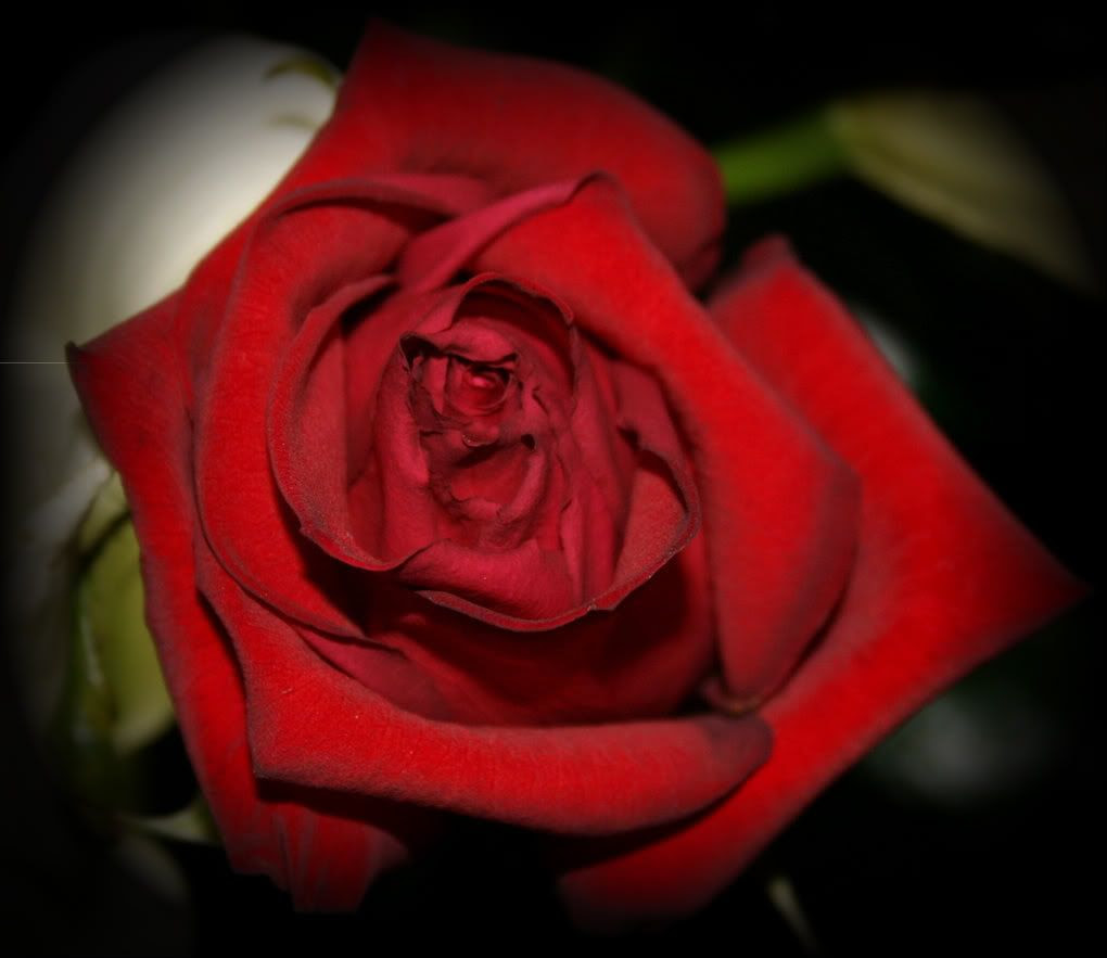 Blomster til Henning