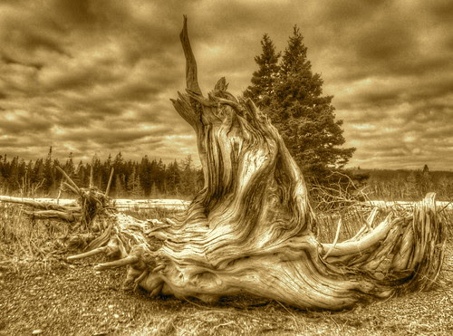 Driftwood Sepia