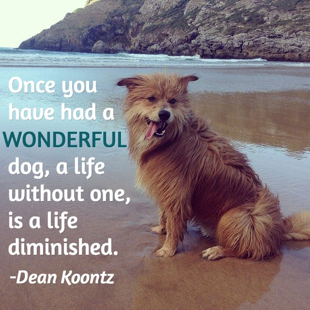 Pet Loss Quotes Dogs. QuotesGram Pet Loss Quotes Dogs. QuotesGram