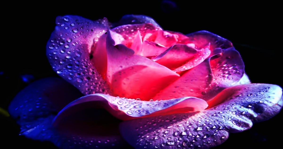 Paling Bagus 20+ Gambar Wallpaper Bunga Mawar Pink - Gambar Bunga HD