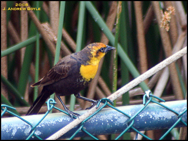 Yellow-headed Blackbird