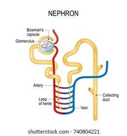 nephron structure renal urinary urine henle kidney glomerulus function kidneys
