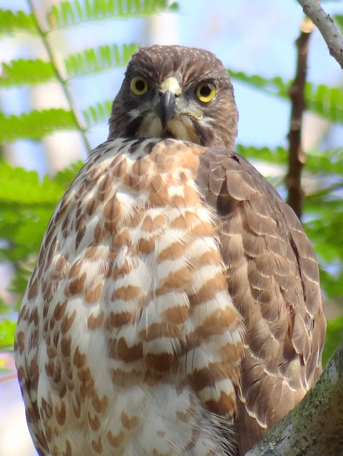 鳳頭蒼鷹/無限台南