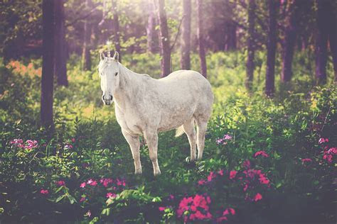 Unicorn Overlays 5 PNGs ~ Objects on Creative Market Unicorn Overlays 5 PNGs ~ Objects on Creative Market
