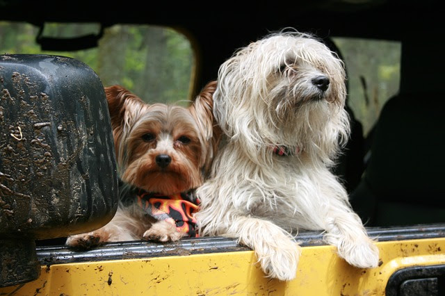 Nach österreichischem recht Einreisebestimmungen hund kroatien