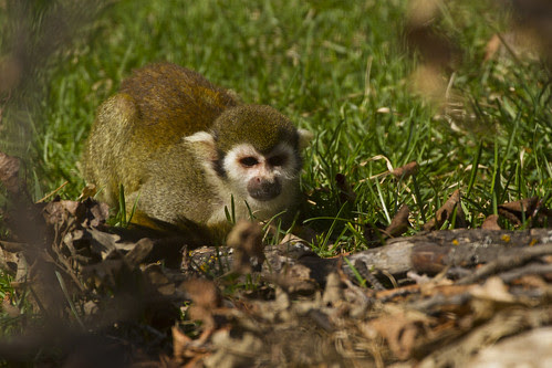 Marmoset