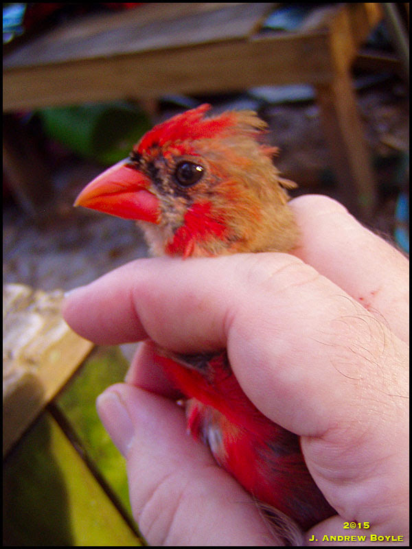 Northern Cardinal Northern Cardinal