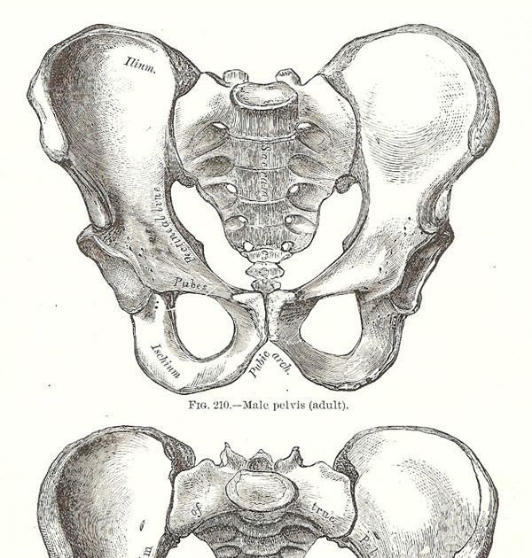 Pelvic Bone Anatomy Male And Female / Pelvis / The bony pelvis (pelvic