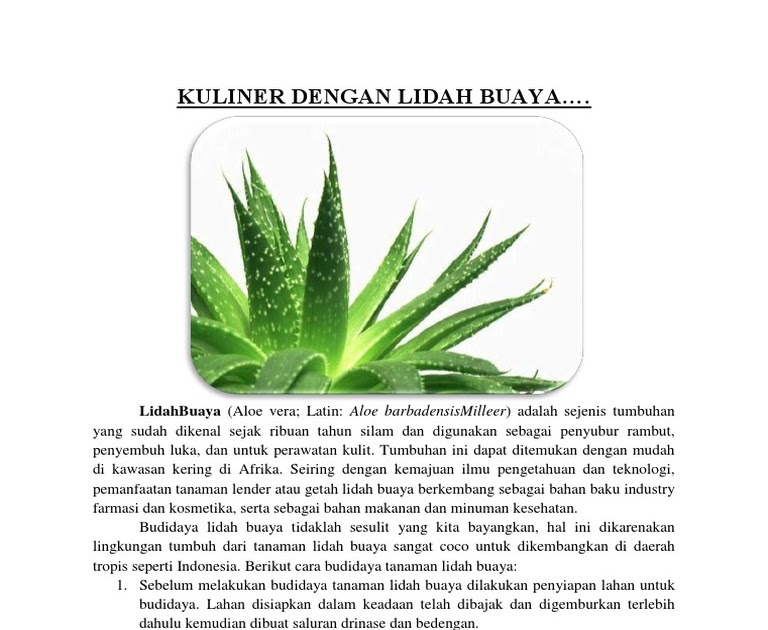 Teks prosedur manfaat lidah buaya