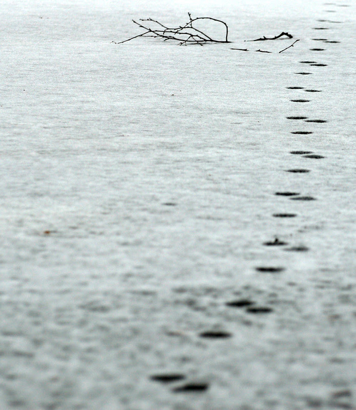 DSC_0103_3