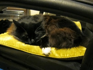KoraCat-Cushion