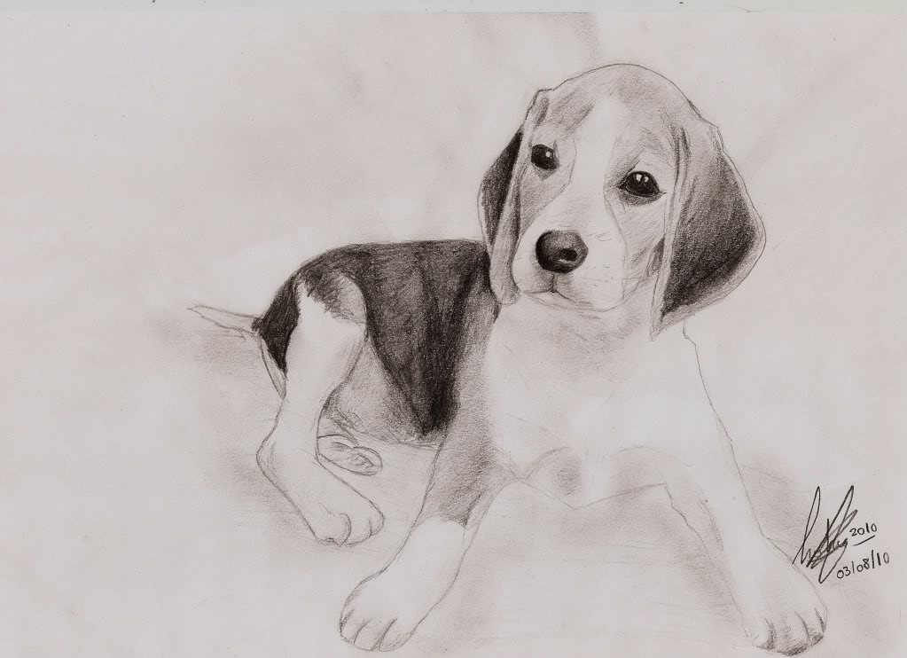 View Dibujos A Lapiz Faciles De Animales Images - DB