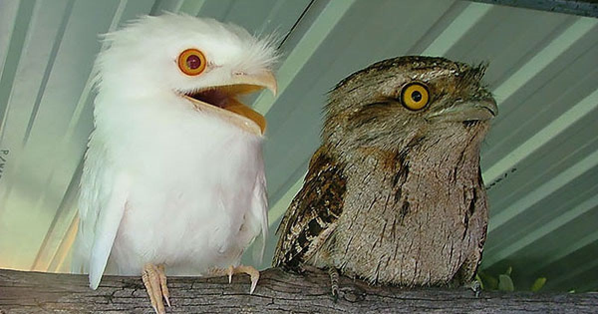 元の茶色 動物 最高の動物画像