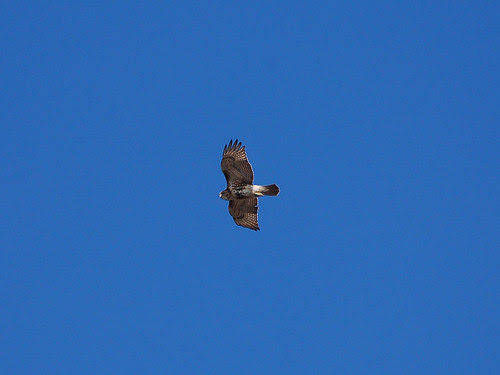 Juvenile Red-Tail Over Riverside Drive