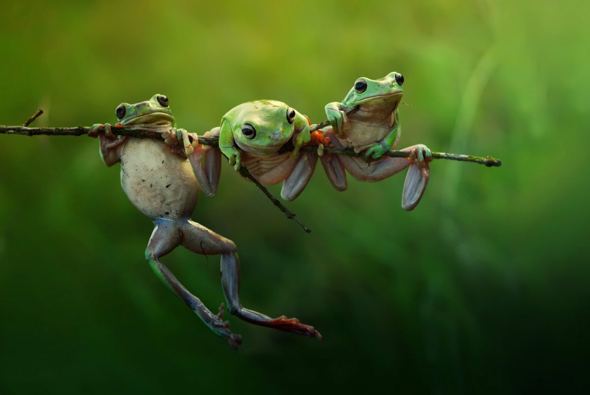 32 fotos impressionantes dos Prêmios da Sony World Photography 04