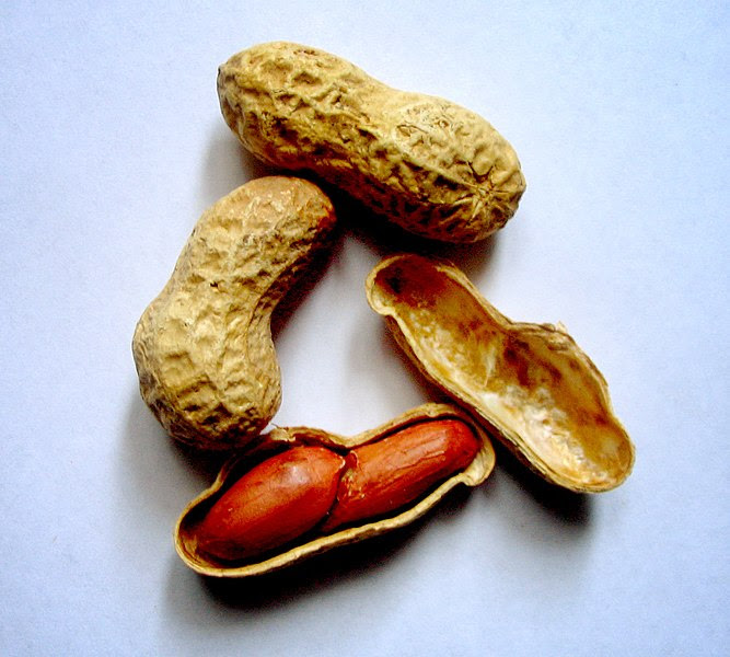File:Arachis-hypogaea-(peanuts).jpg