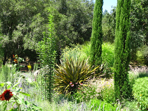 Any of you gardeners back east have experience with your native Helianthus giganteus? Great vertical element, huh? *Want*.