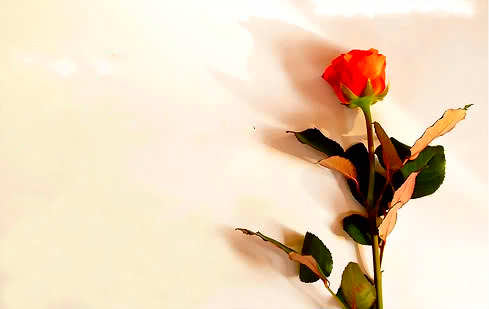 خلفيات ملونه للكتابه عليها Al Ilmu 12